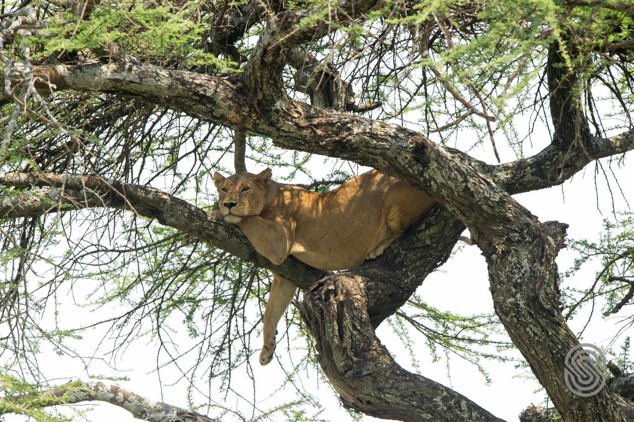 Serengeti Serena Safari Lodge المظهر الخارجي الصورة